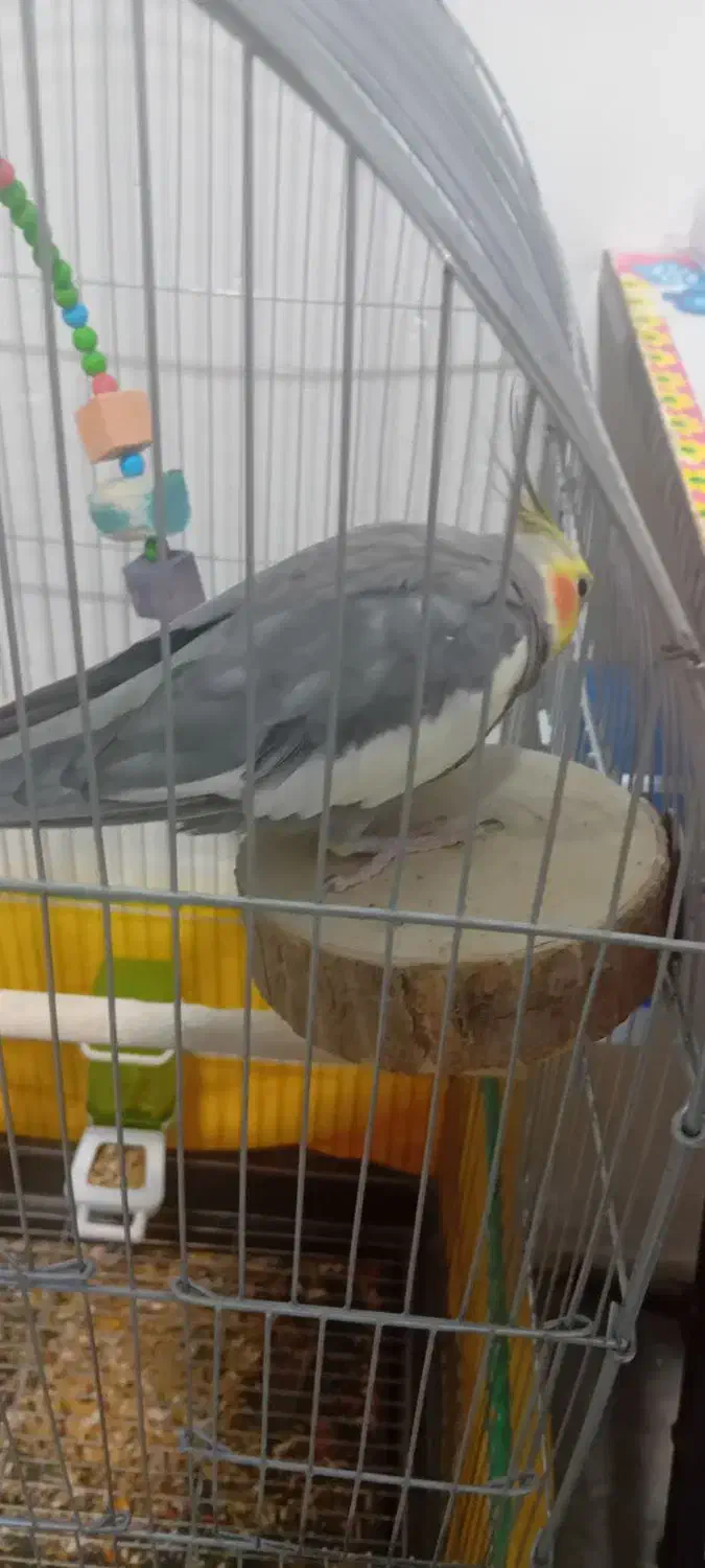 عروس هلندی نر|پرنده|اسلامآباد غرب, |دیوار