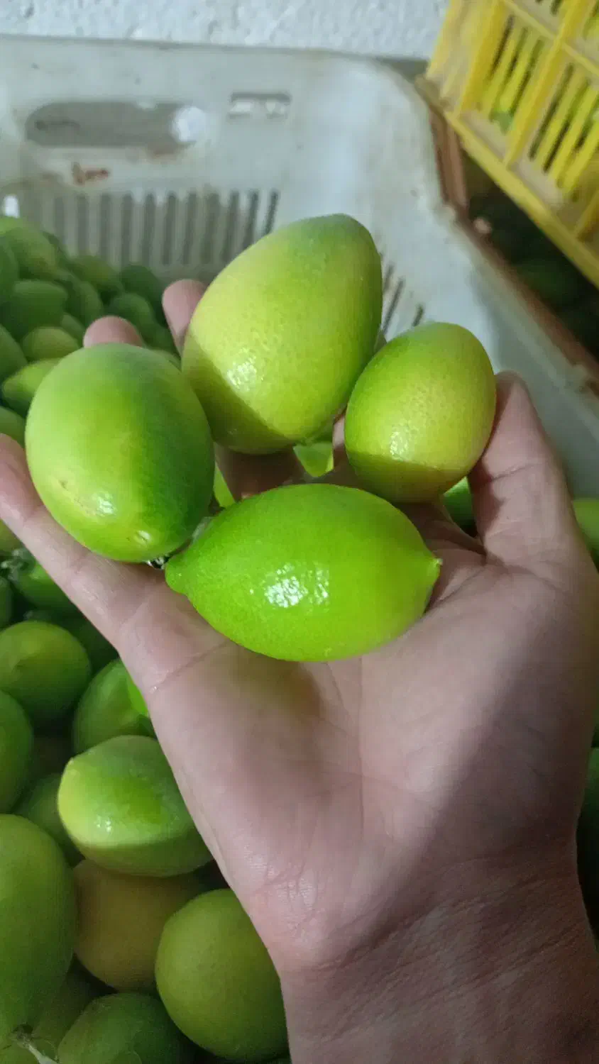 لیمو ترش لایم کوات|خوردنی و آشامیدنی|تهران, مجیدیه|دیوار