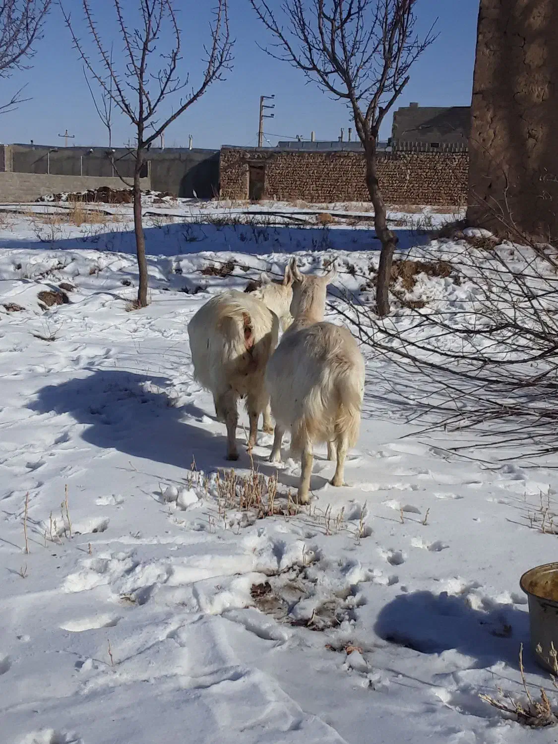 سانن|حیوانات مزرعه|سجاس رود, |دیوار