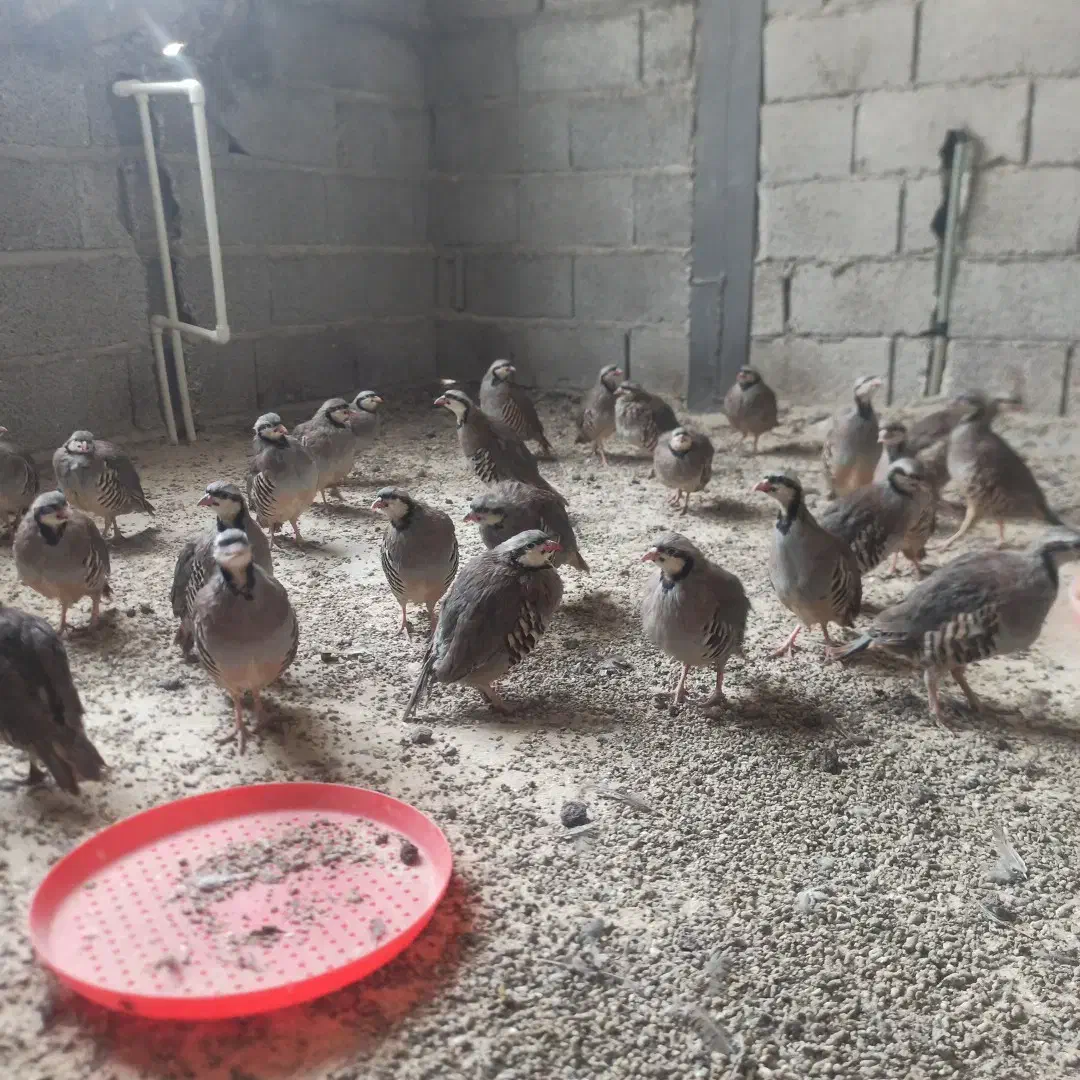 بلدرچین پرورشی بالغ|حیوانات مزرعه|بومهن, |دیوار