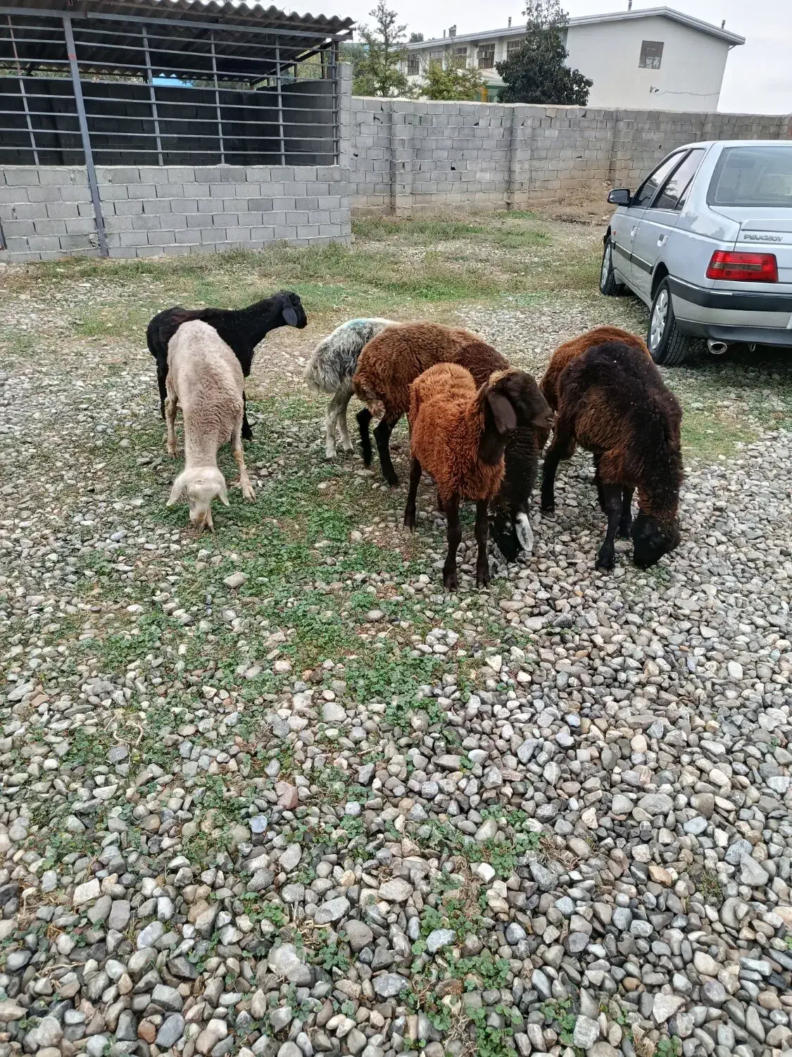 توقلی سالم|حیوانات مزرعه|آق قلا, |دیوار