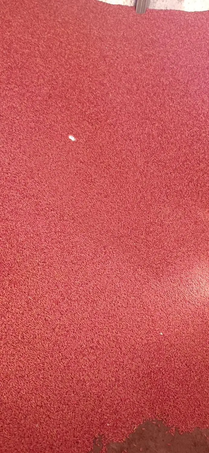 بذر گندم دیم سردای|عمده‌فروشی|بیجار, |دیوار