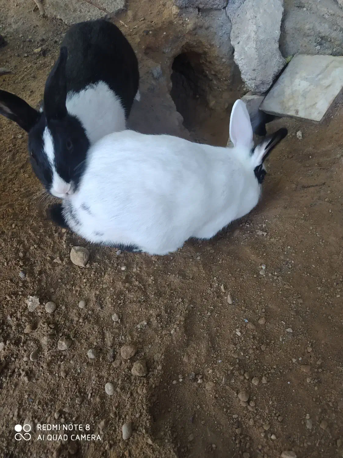 سه عدد خرگوش|موش و خرگوش|شوشتر, |دیوار