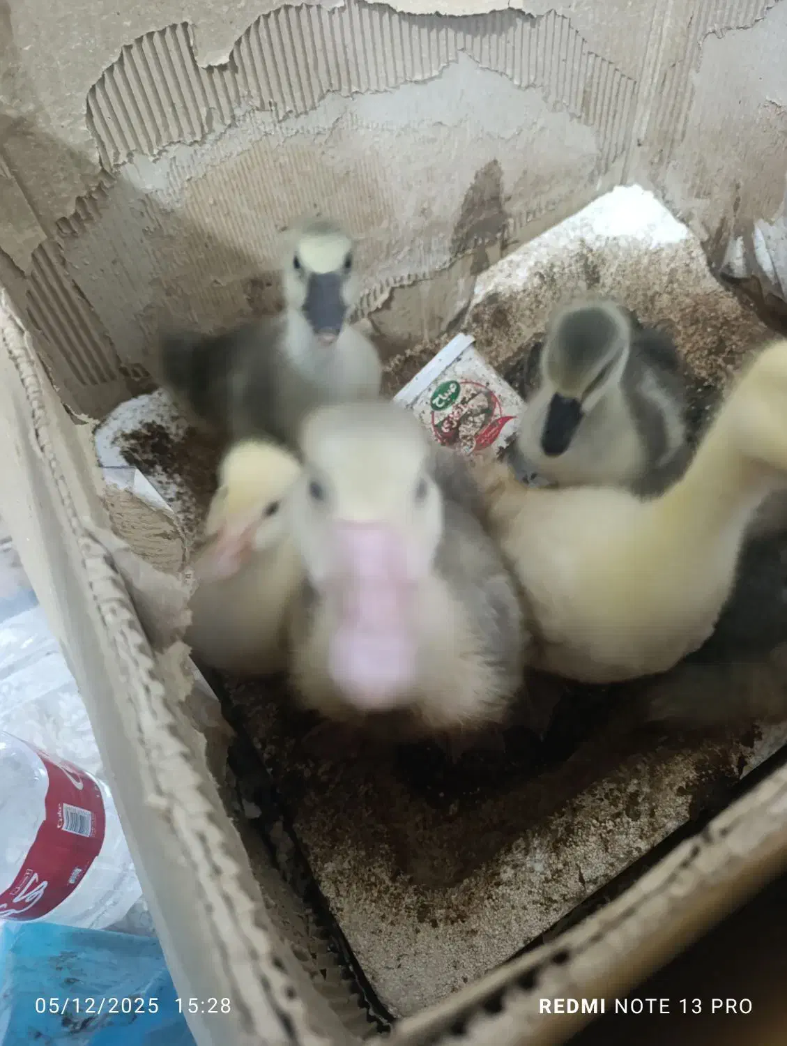 غاز و اردک.مرغ وخروس.جوجه برهما|حیوانات مزرعه|نگین شهر, |دیوار