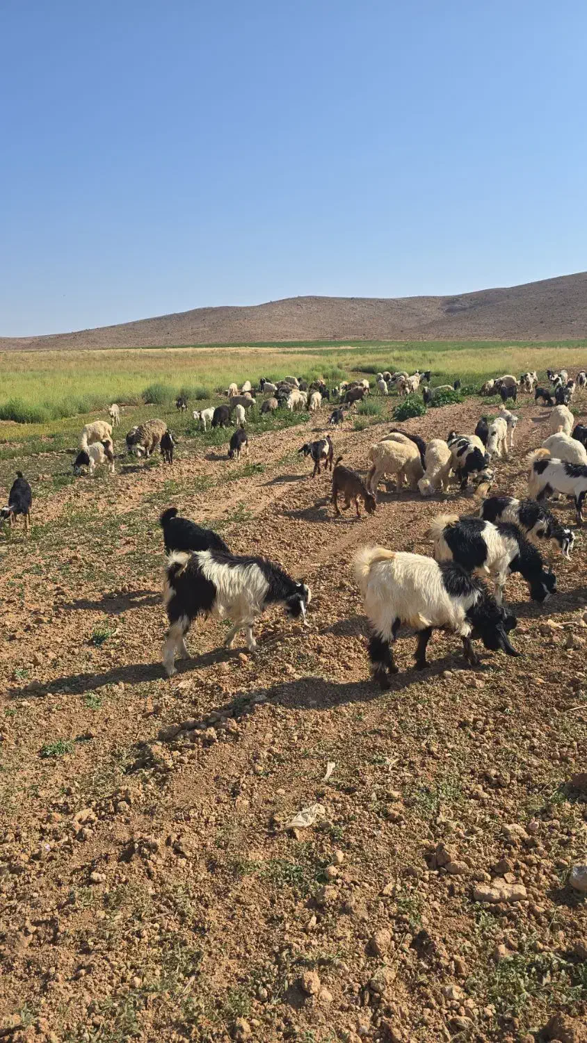 کهره|حیوانات مزرعه|بهمن صغاد, |دیوار