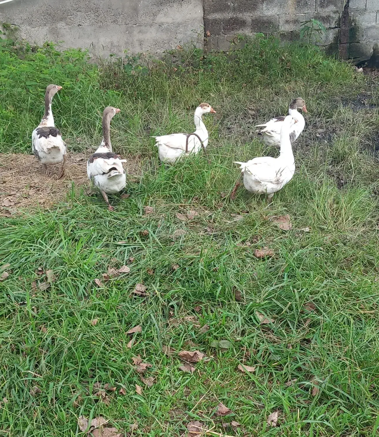 غاز های چهارماهه|حیوانات مزرعه|لولمان, |دیوار