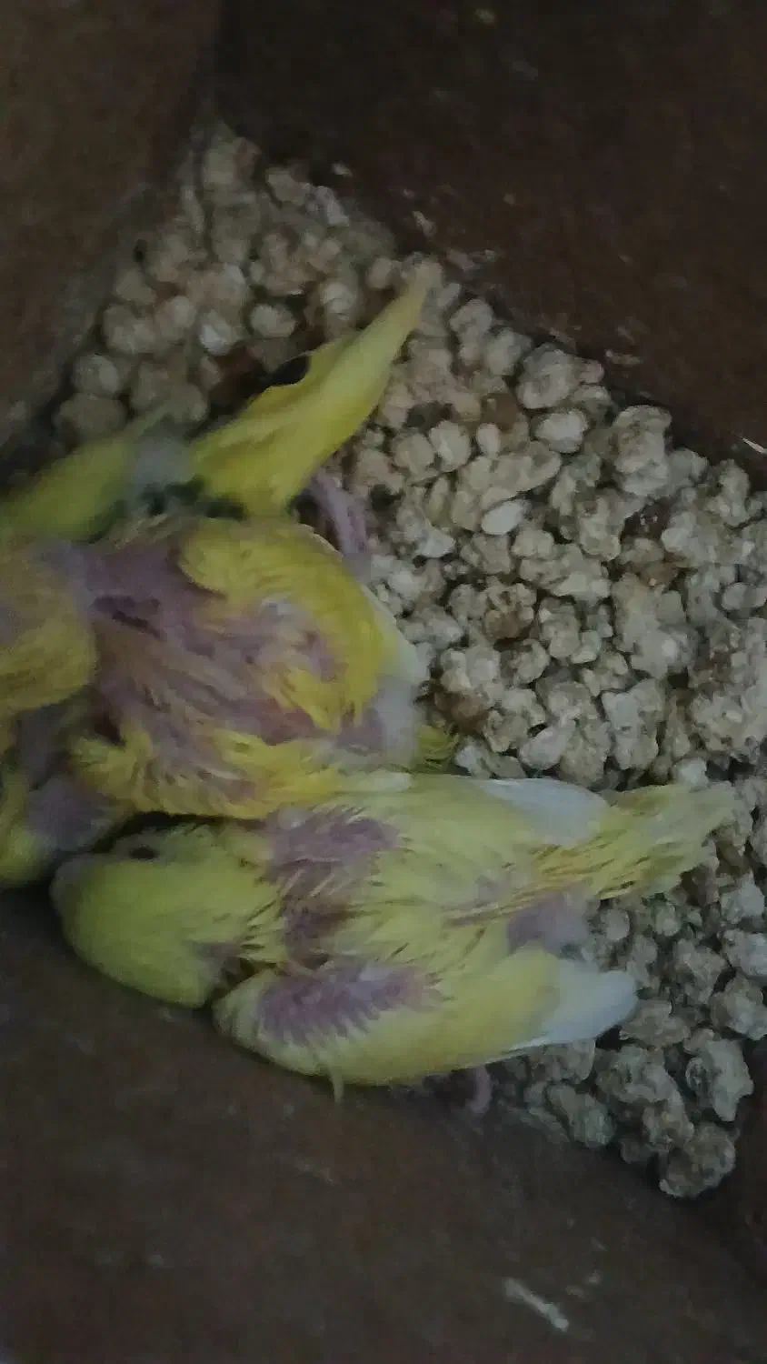 فروش یکجفت مرغ عشق مولد باچهارتا جوجه تازه دونخور|پرنده|ساری, |دیوار