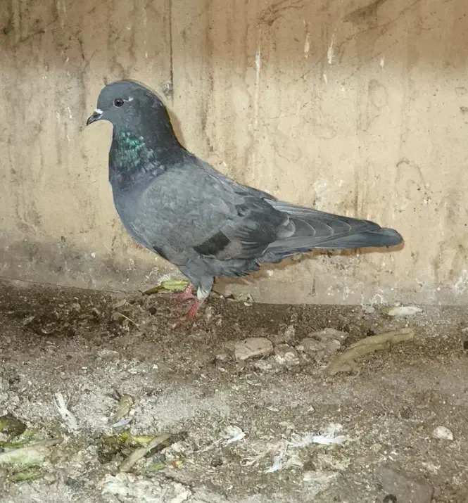 کبوتر ماده|پرنده|سرپل ذهاب, |دیوار