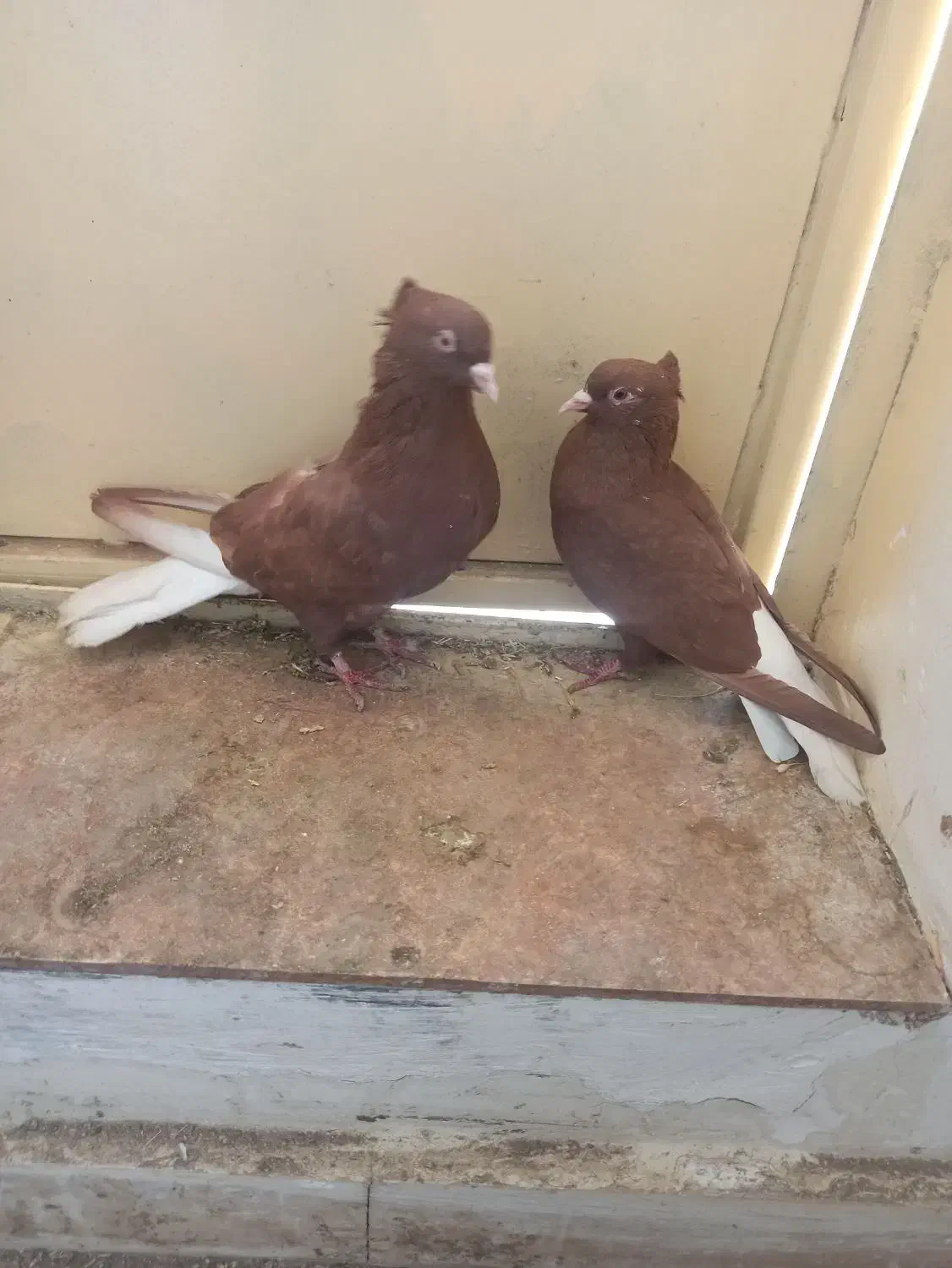 کبوتر سرخ دمسفید جیگری|پرنده|اسدآباد, |دیوار