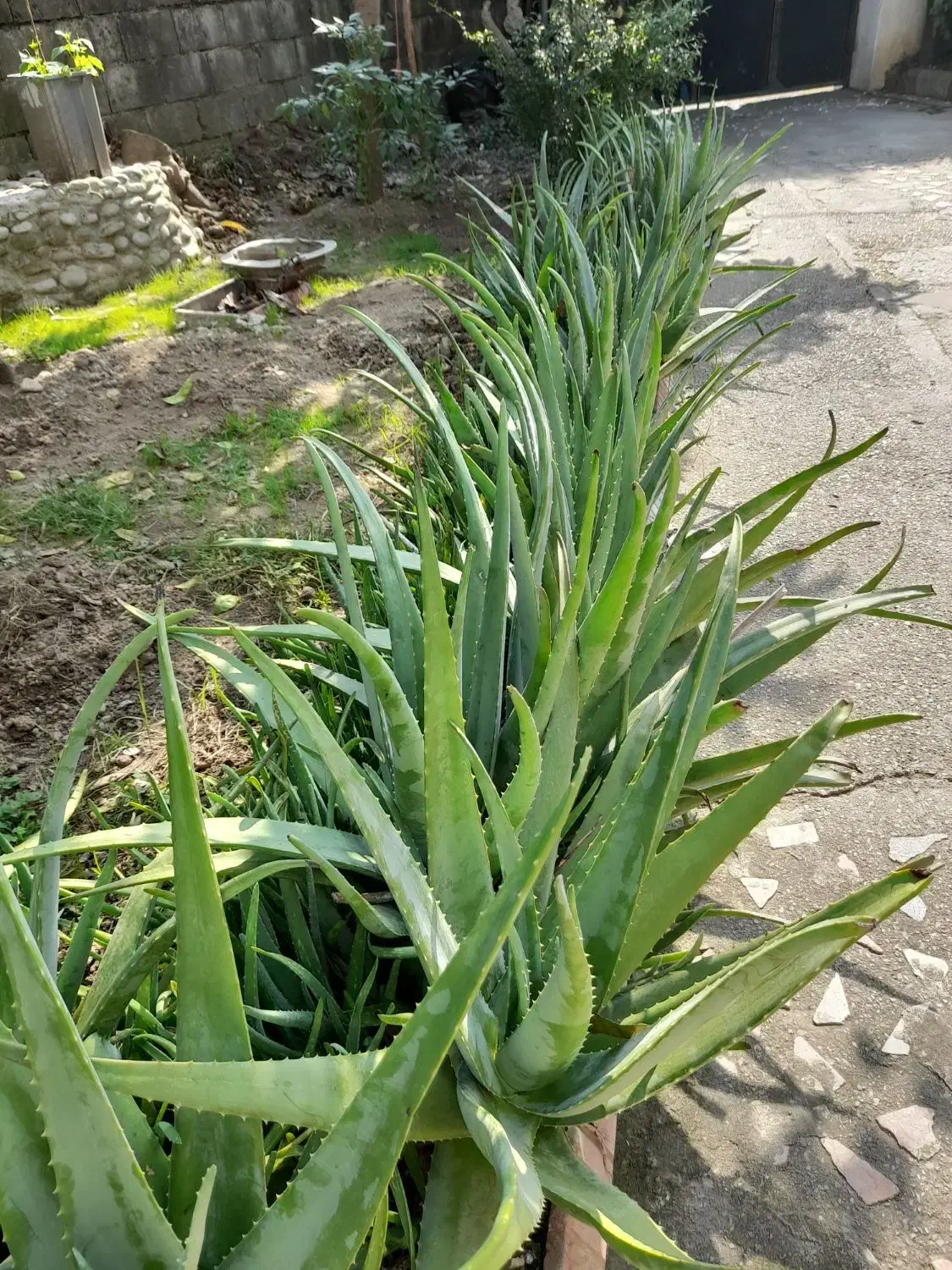 آلوورا|آرایشی، بهداشتی، درمانی|رامسر, |دیوار