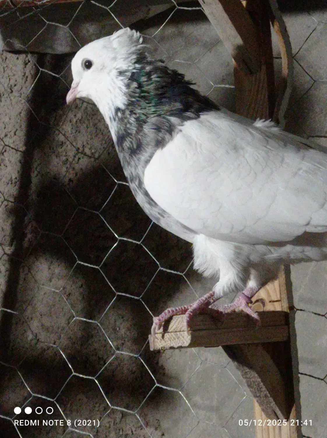 طوق سور|پرنده|بم, |دیوار