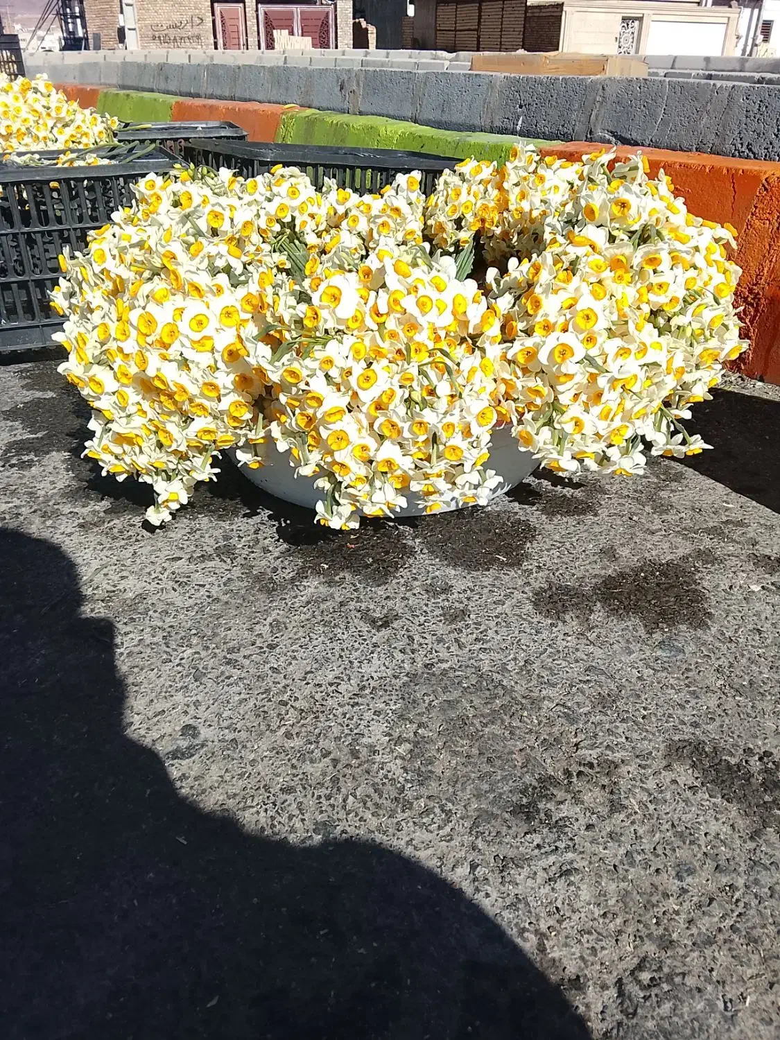گل نرگس شاخه7500|گل و گیاه طبیعی|بیرجند, |دیوار