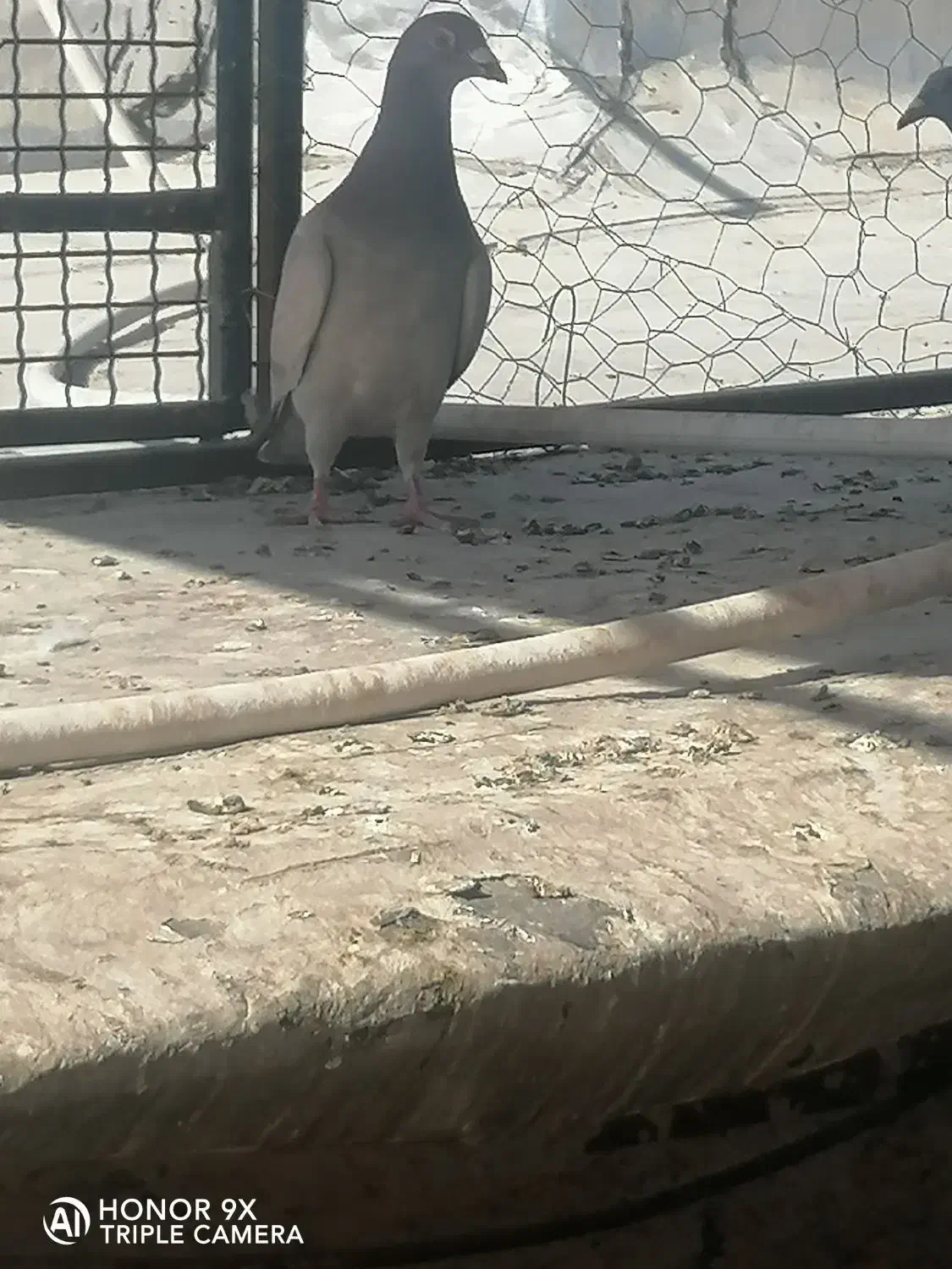 کبوتر|پرنده|کوه چنار, |دیوار