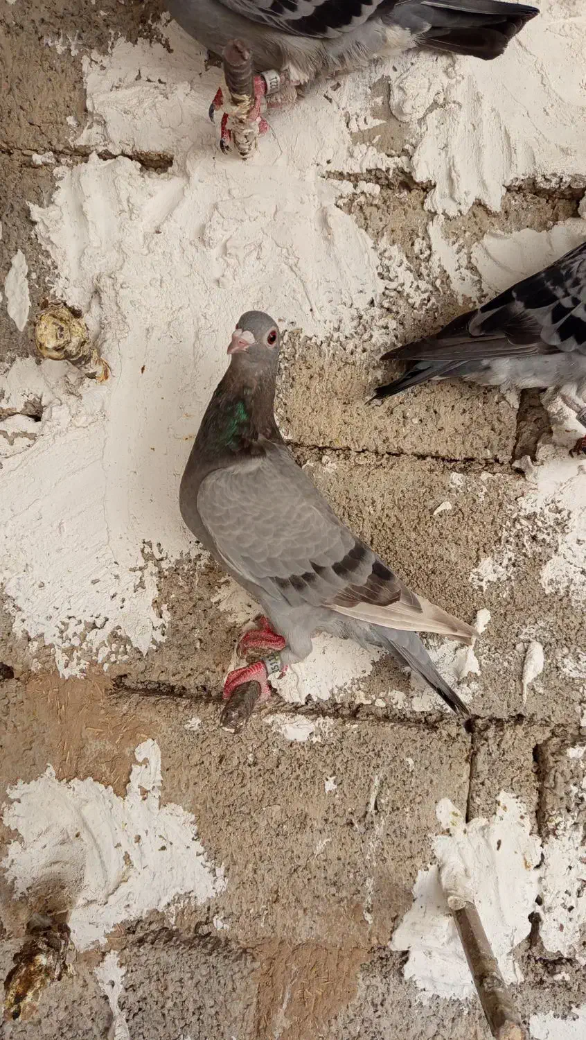 جوجه پلاکی درجه 1|پرنده|بوشهر, |دیوار