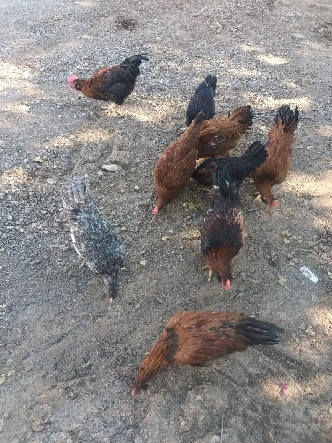 خروس سالم محلی|حیوانات مزرعه|چگنی, |دیوار