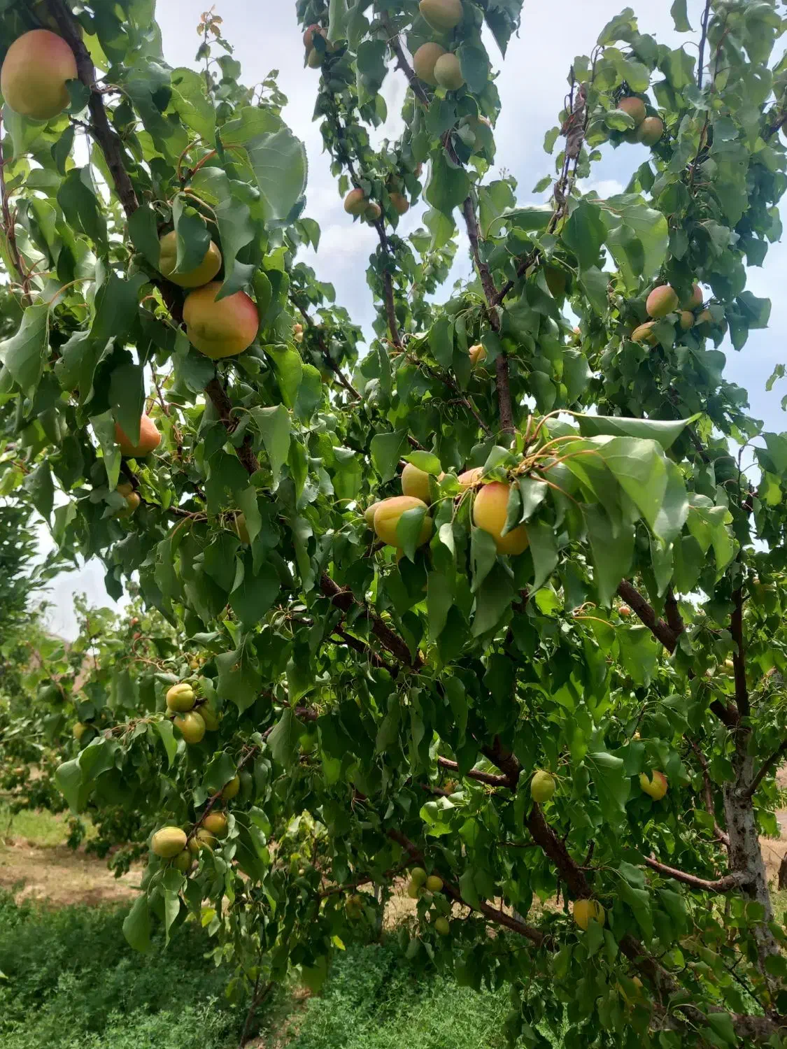 زمین کشاورزی|فروش زمین و ملک کلنگی|تربت‌حیدریه, مسجد جامع|دیوار