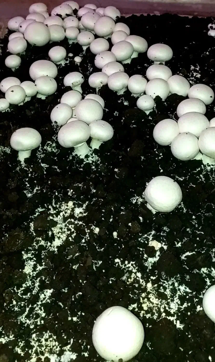 قارچ|خوردنی و آشامیدنی|کردکوی, |دیوار