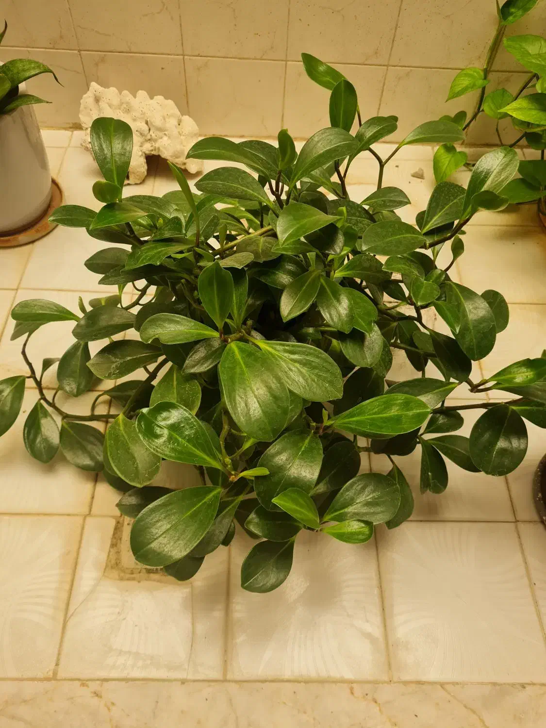 فروش گل|گل و گیاه طبیعی|شیراز, شهرک ایثار|دیوار