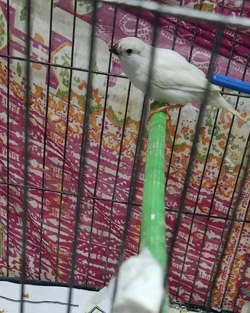 فروش یک عدد فنچ|پرنده|رشت, جماران|دیوار