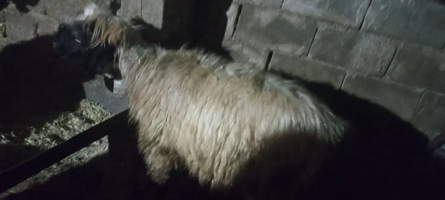 شیشک ترکی سالم سرحال دوماه برخورده|حیوانات مزرعه|گتوند, |دیوار