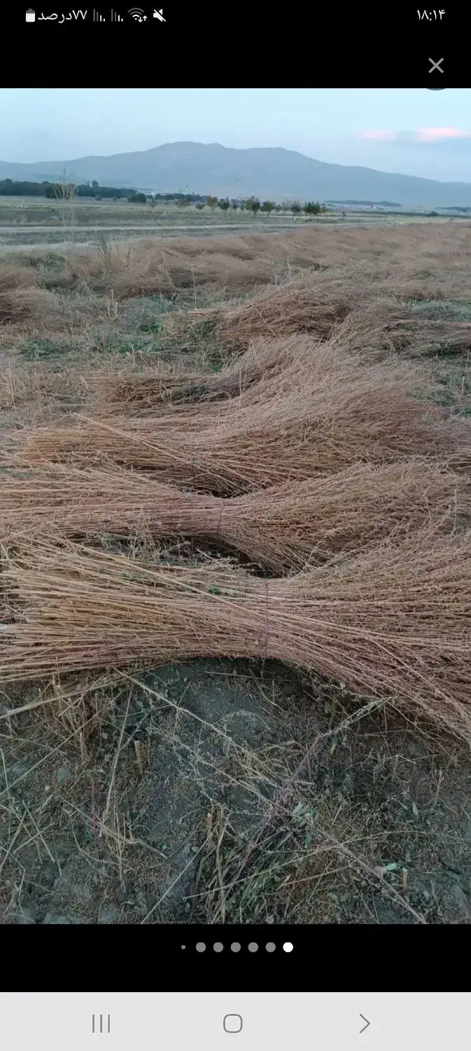 جارو شهرداری کیلویی ۲۵۰۰۰|لوازم نظافت|خزل, |دیوار