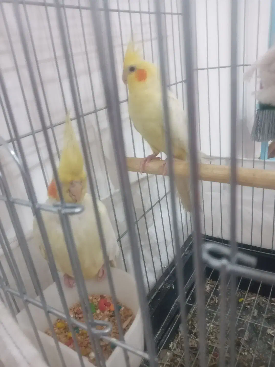 جفت طوطی مولد|پرنده|شوشتر, |دیوار