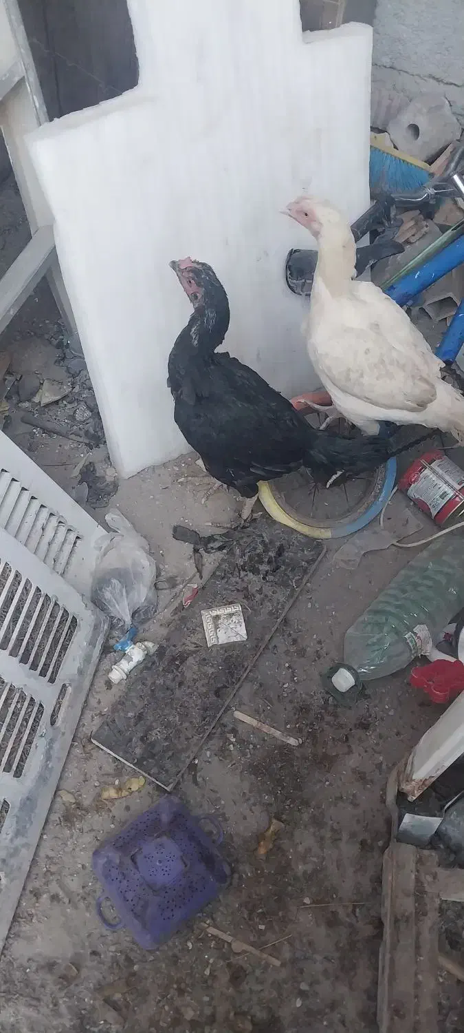 مرغ دشتیاری|حیوانات مزرعه|ایرانشهر, |دیوار