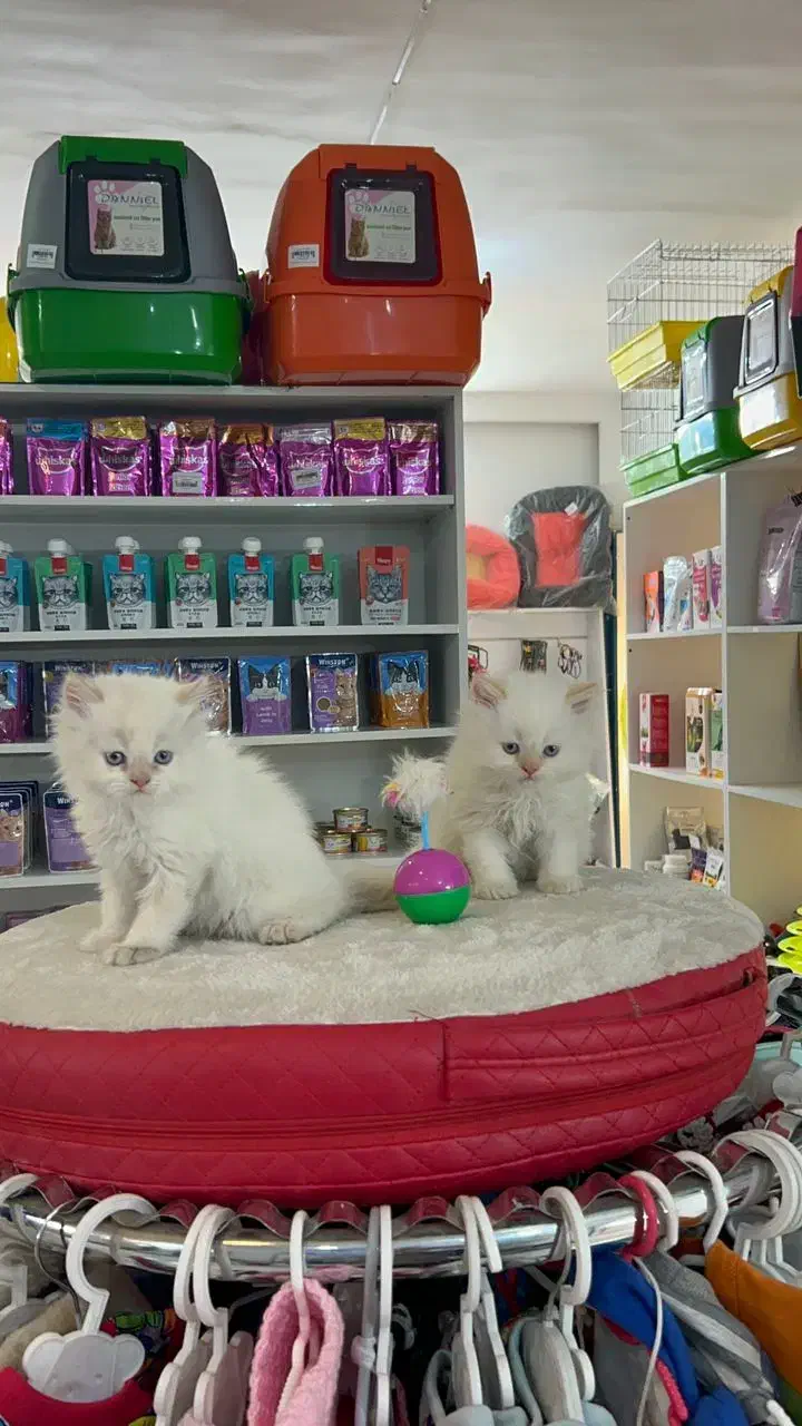 پرشین ردپوینت|گربه|مشهد, هنرستان|دیوار