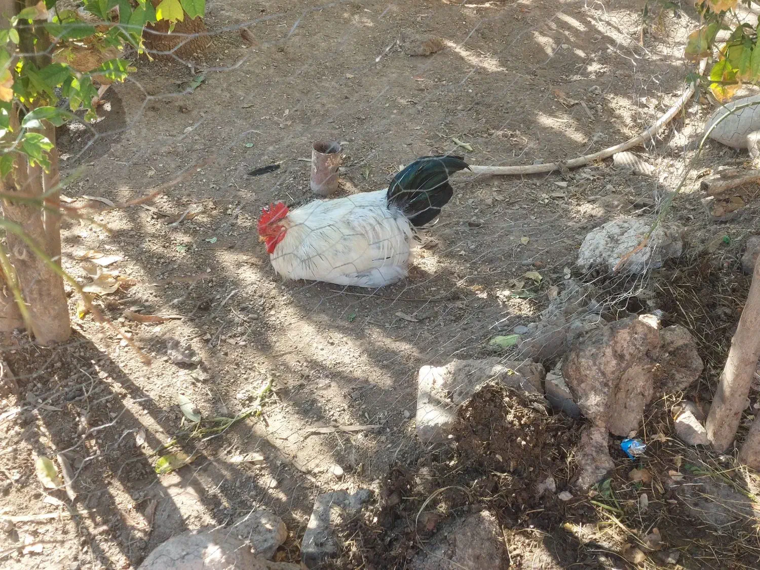 مرغ خروس کلین و پاکوتاه بوقلمون ماده|حیوانات مزرعه|اندیمشک, |دیوار