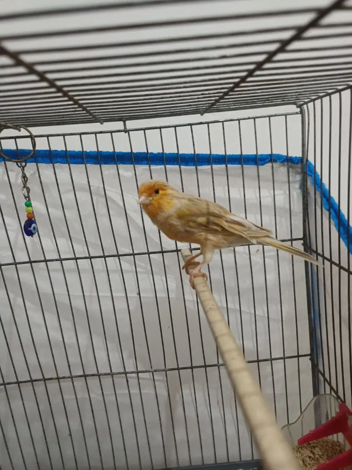 جفت قناری نر ماده|پرنده|هشتگرد, قاسم آباد بزرگ|دیوار