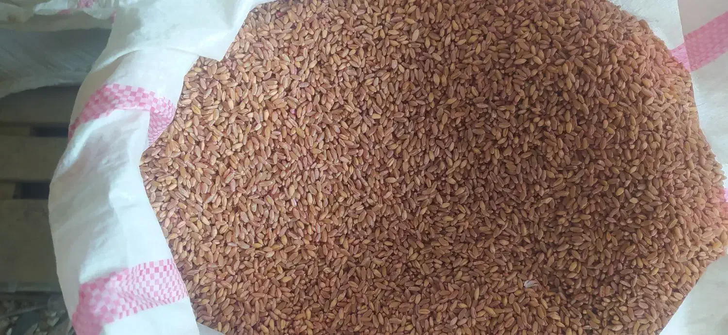 گندم شب رنگ بوجاری شده|گل و گیاه طبیعی|سرپل ذهاب, |دیوار