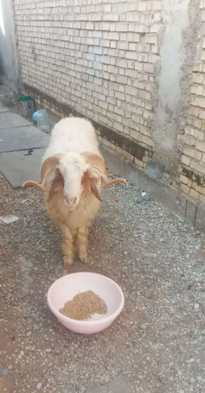 خروف غنم(میش گوسفند|حیوانات مزرعه|سوسنگرد, |دیوار