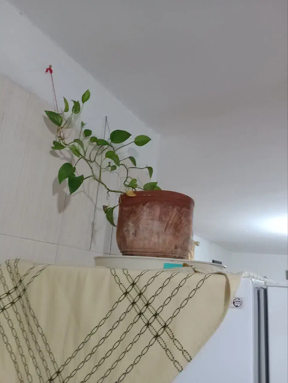 فروش گل ها|گل و گیاه طبیعی|هشتگرد, هشتگرد قدیم|دیوار