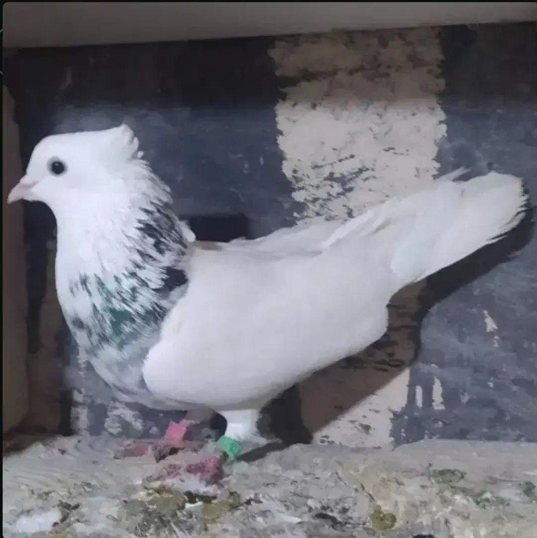 کبوتر|پرنده|قلقل رود, |دیوار