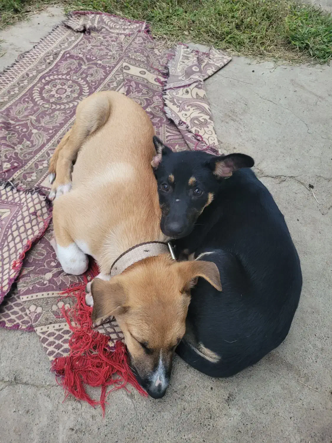 بچه سگ|سگ|ماسال, |دیوار