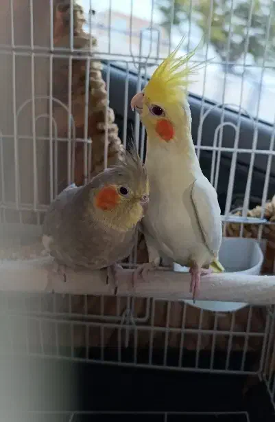 عروس هلندی دستی تخم گزار|پرنده|خمین, |دیوار