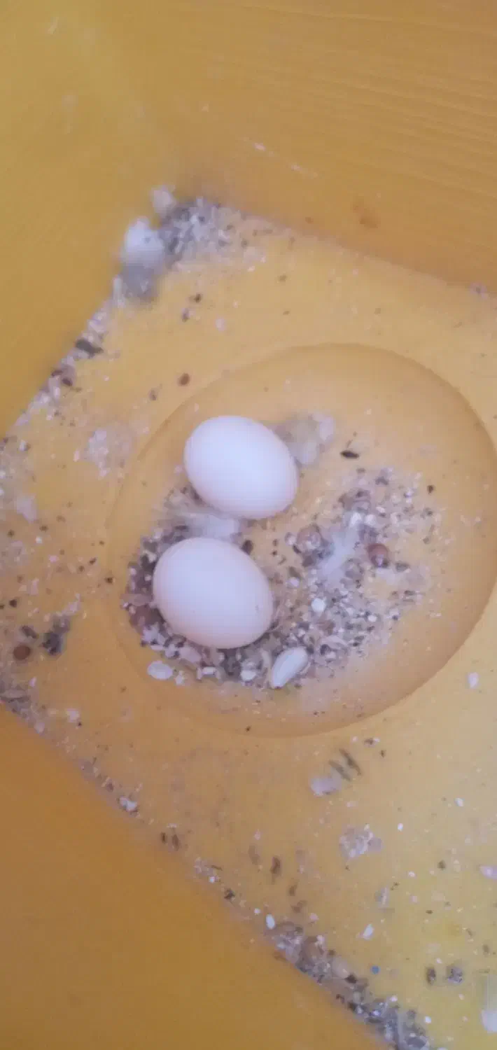 مرغ عشق|پرنده|دهگلان, |دیوار