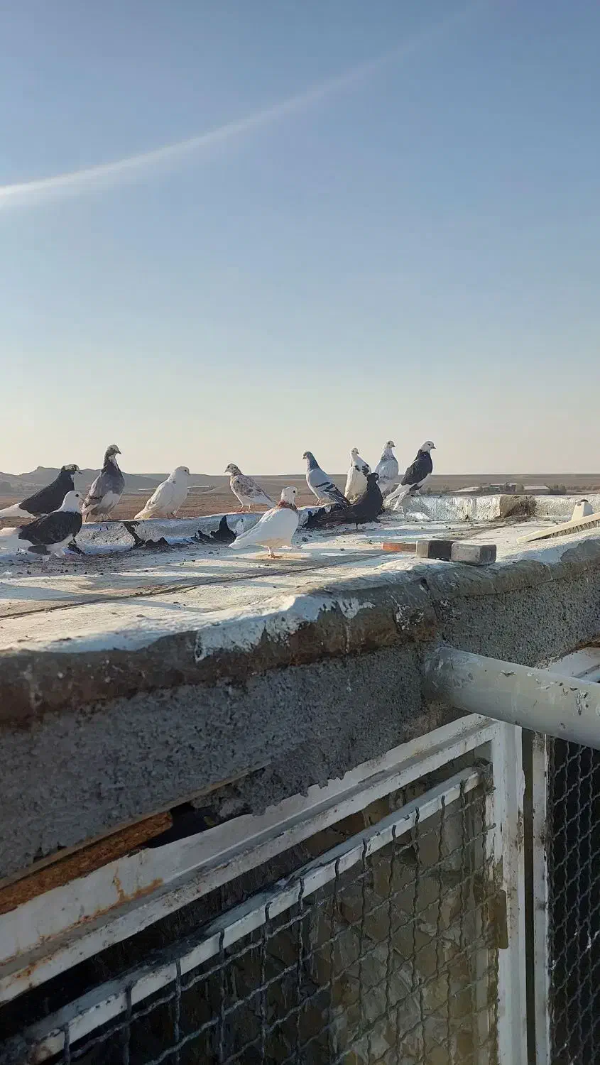 رنگی|پرنده|کهک, |دیوار