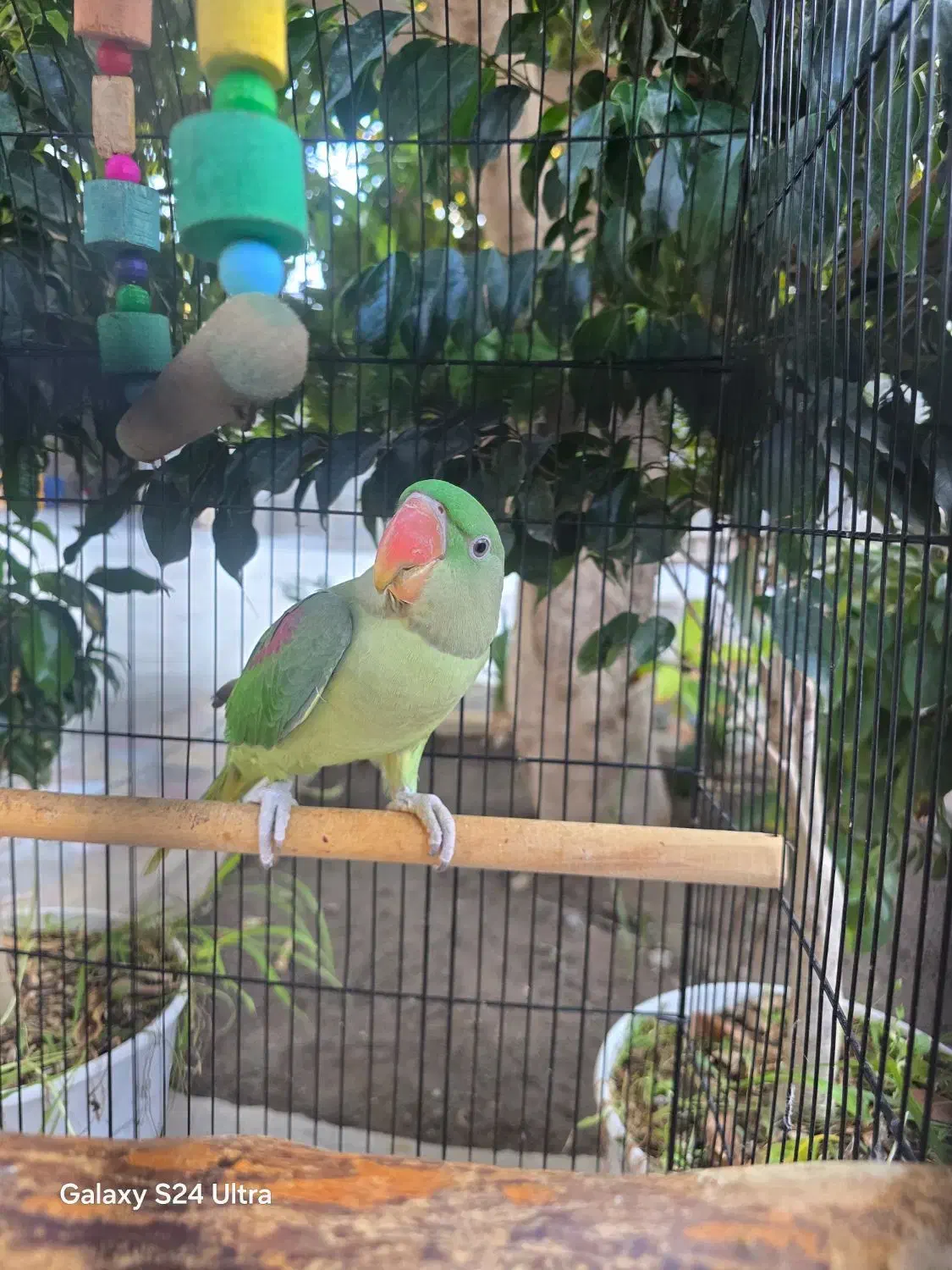 شاه طوطی اسکندر|پرنده|میناب, |دیوار