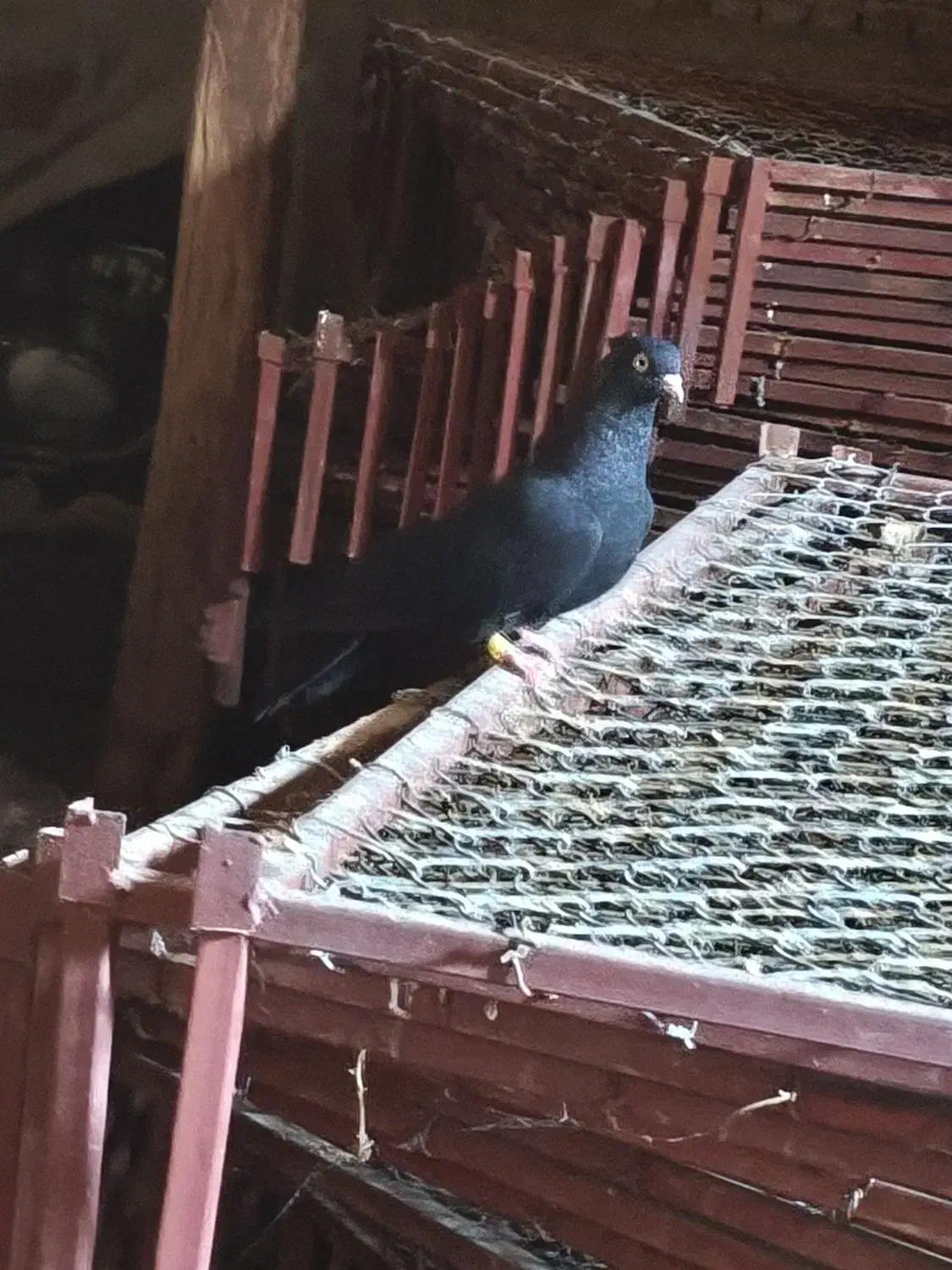 کبوتر سیاه ماده|پرنده|ملکان, |دیوار