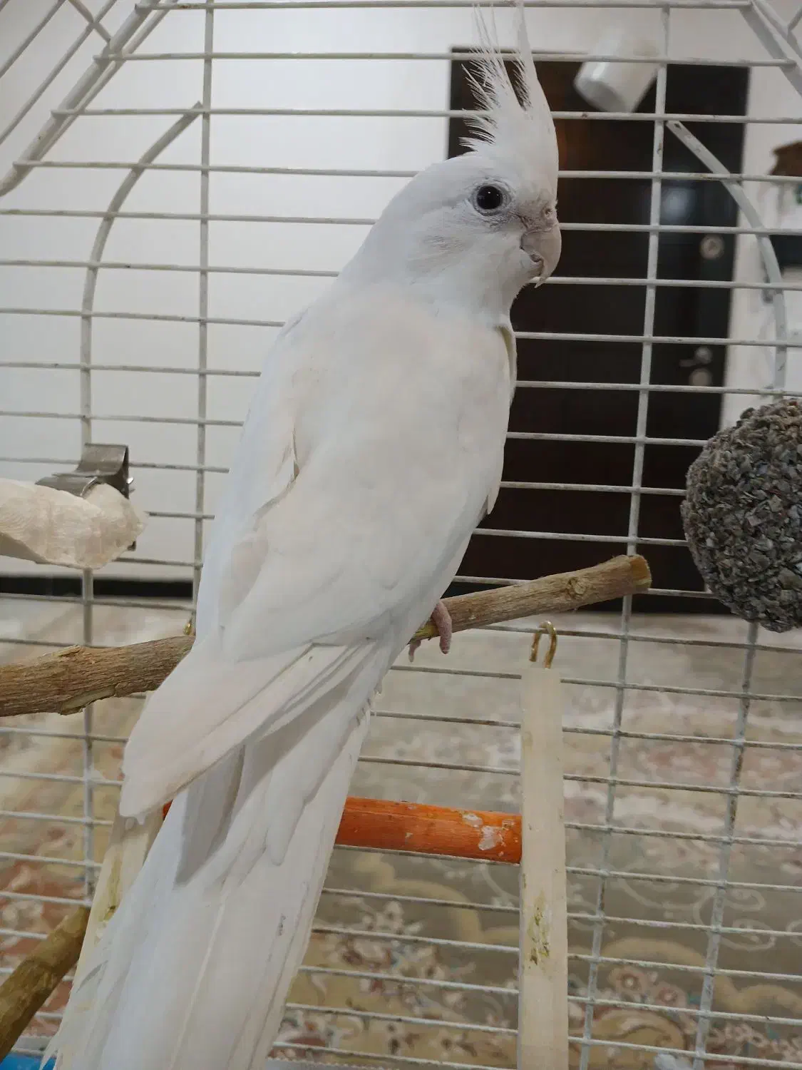 عروس هلندی|پرنده|چرداول, |دیوار