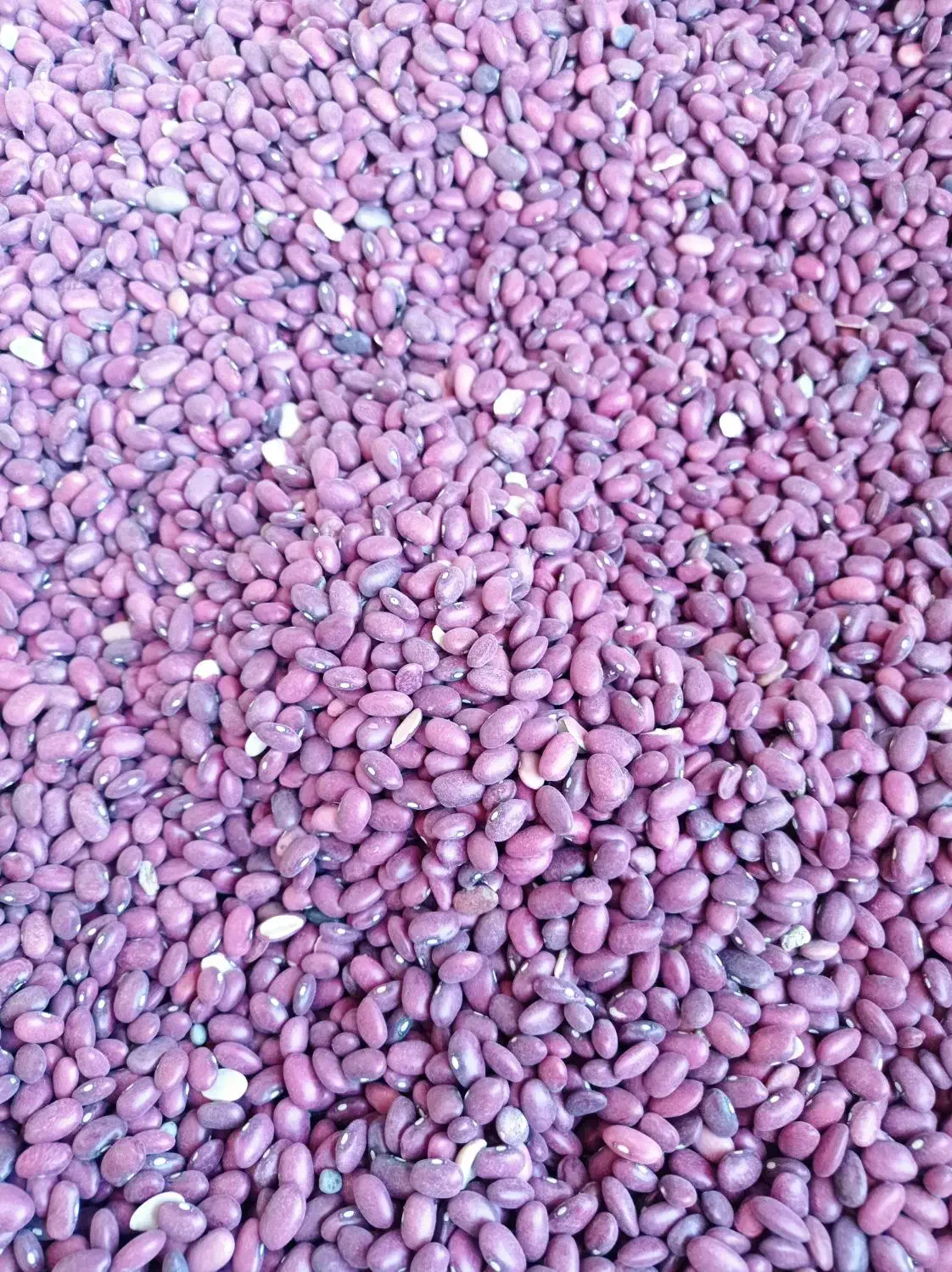 لوبیا قرمز|خوردنی و آشامیدنی|زالیان, |دیوار