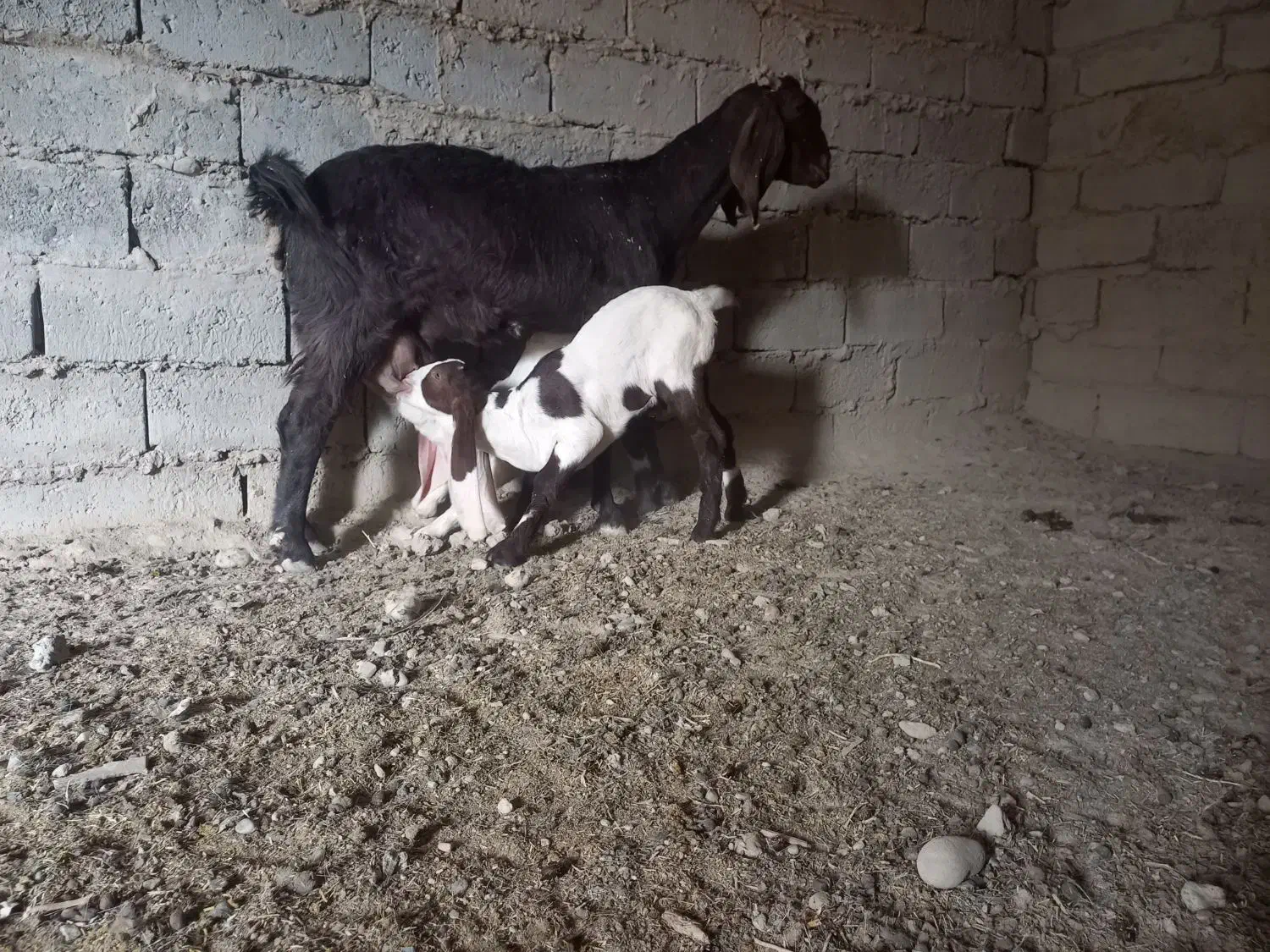 بز مری|حیوانات مزرعه|زاهدان, |دیوار