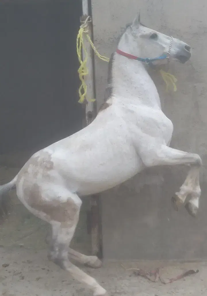 اسب|اسب و تجهیزات اسب‌سواری|قم, قلعه کامکار|دیوار