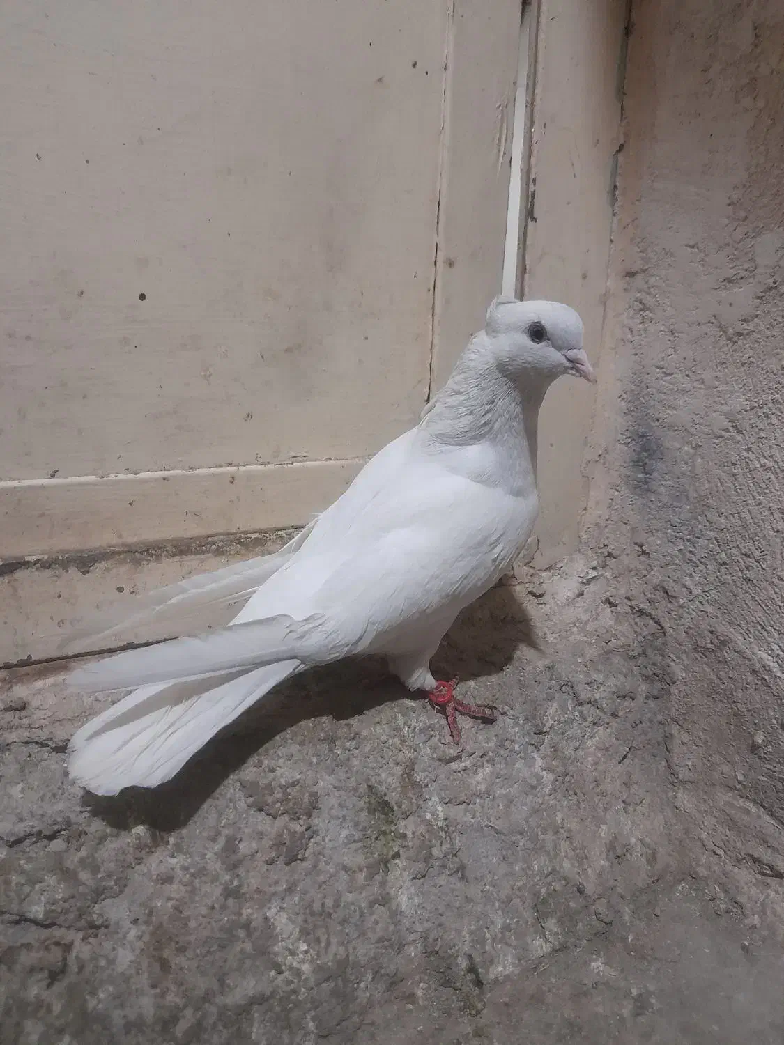 سفید کاکلی|پرنده|ساوه, |دیوار