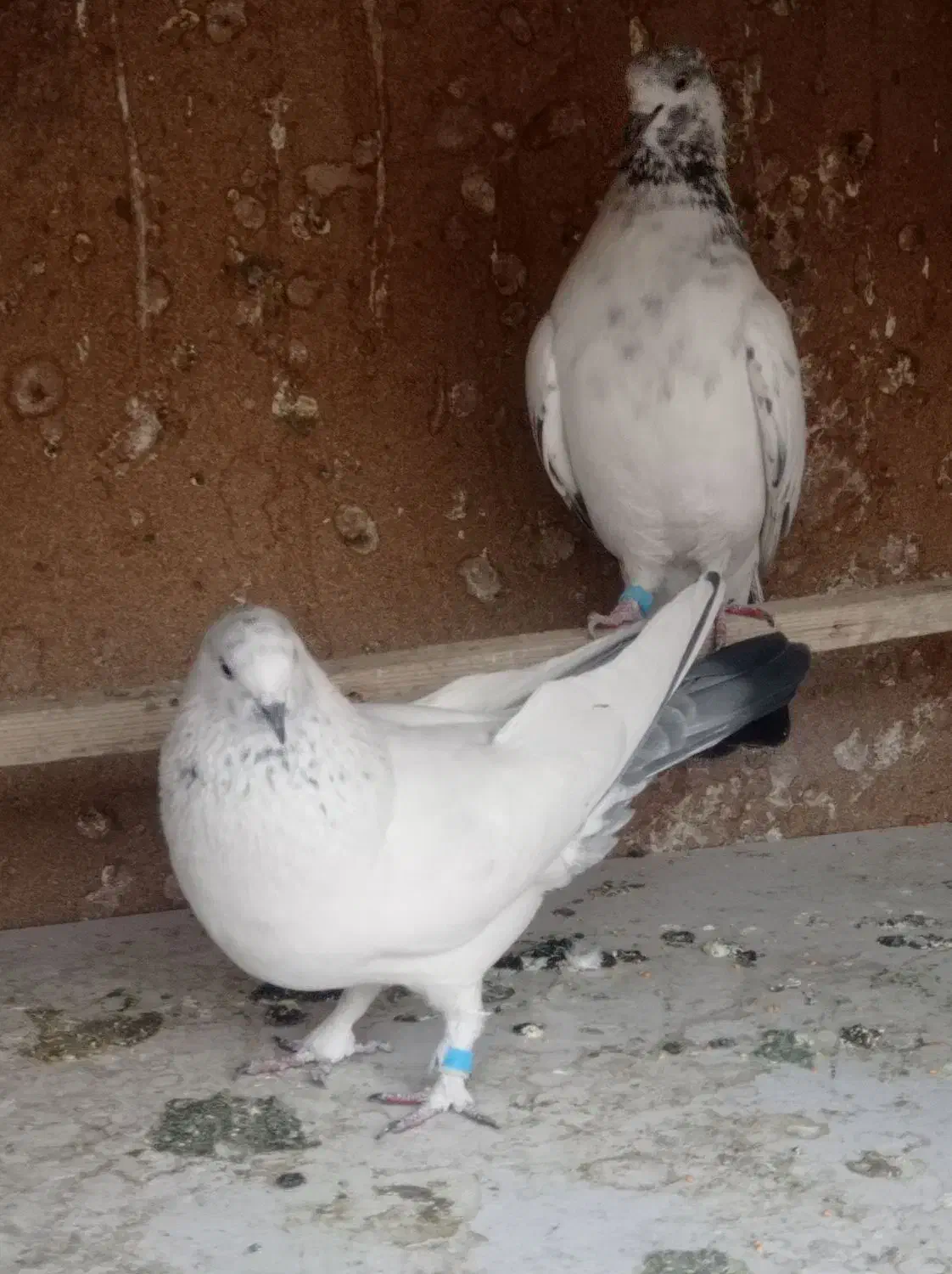 کفترکله دم سبز|پرنده|تهران, امیریه|دیوار