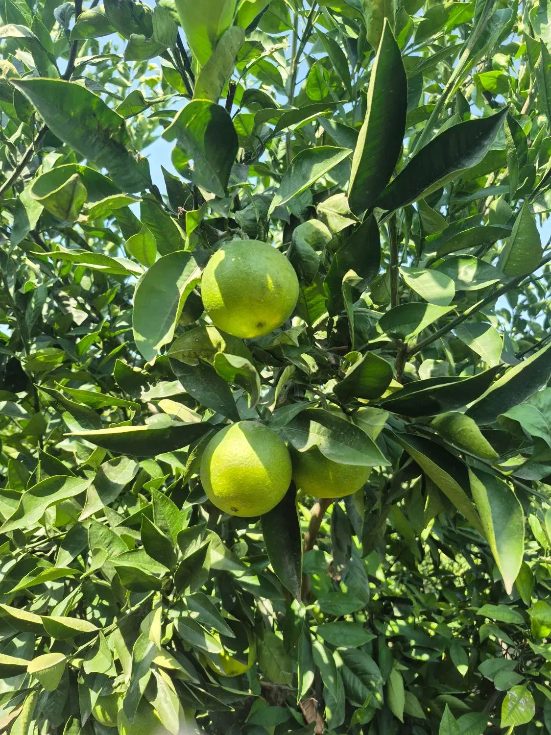 فروش پرتقال   تاراکو  درجه ۱  صادراتی رو درخت|خوردنی و آشامیدنی|کردکوی, |دیوار