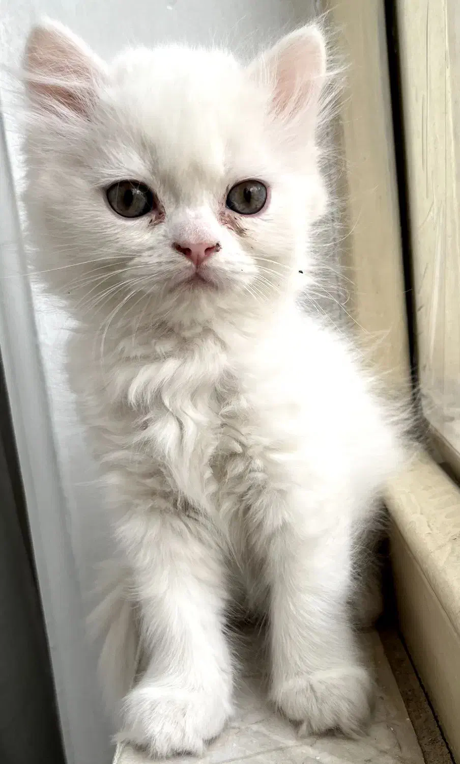 بریتیش|گربه|کرمانشاه, |دیوار