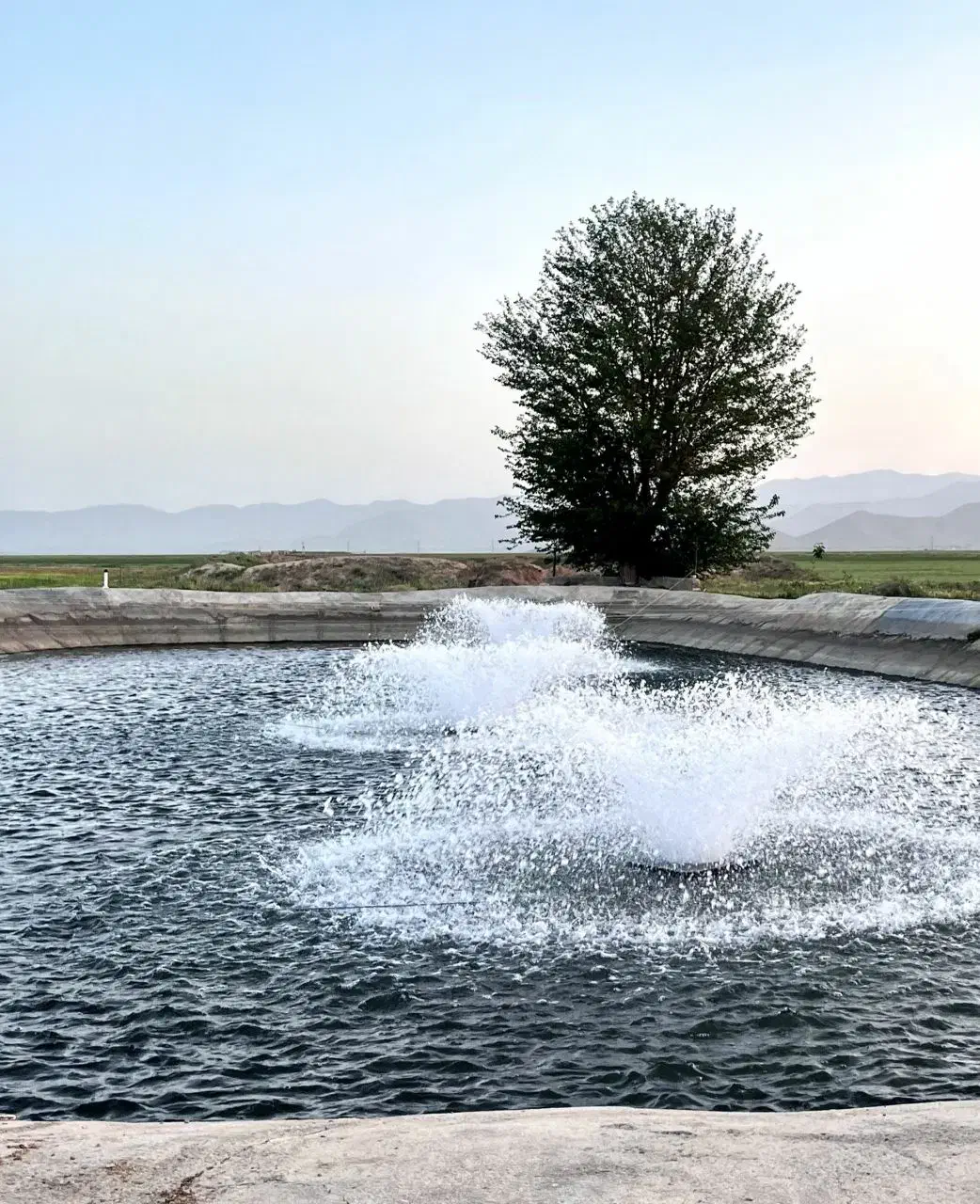 فروش فوری زمین کشاورزی|فروش دفتر صنعتی، کشاورزی، تجاری|ساروق, |دیوار