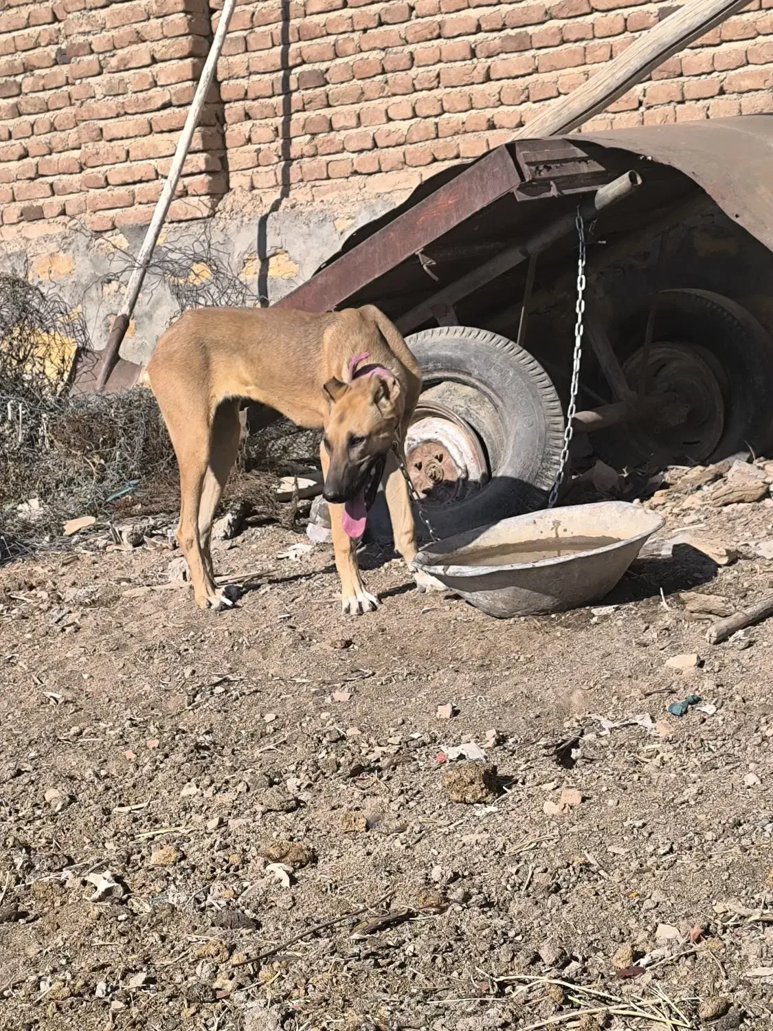 سگ ماده|سگ|گوگان, |دیوار